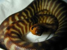 woma